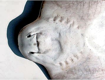 Myliobatis aquila_02.jpg